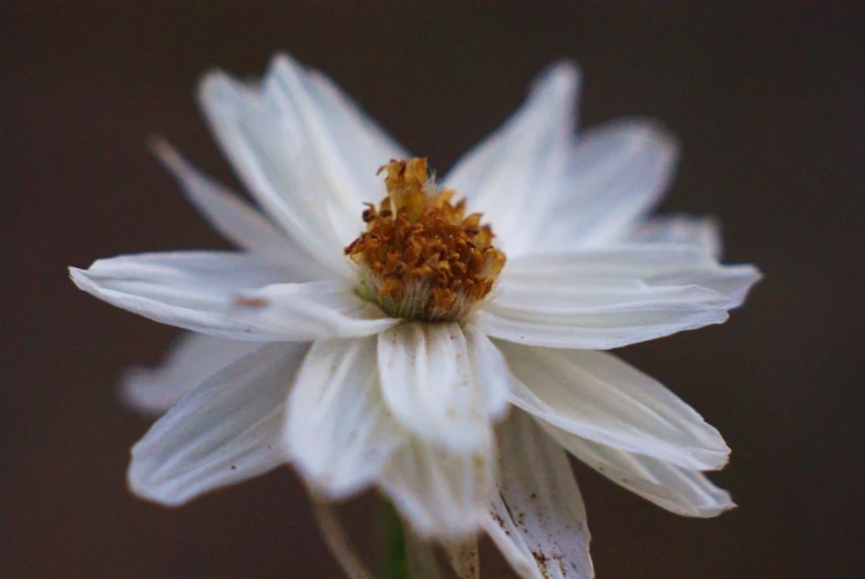 a close up po of a white flower with brown stapule