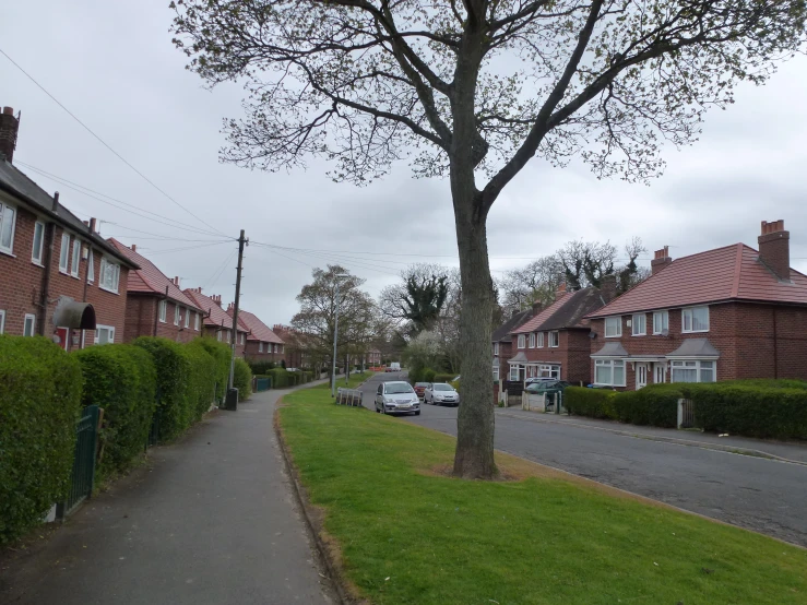 a tree is on the side of a suburban street