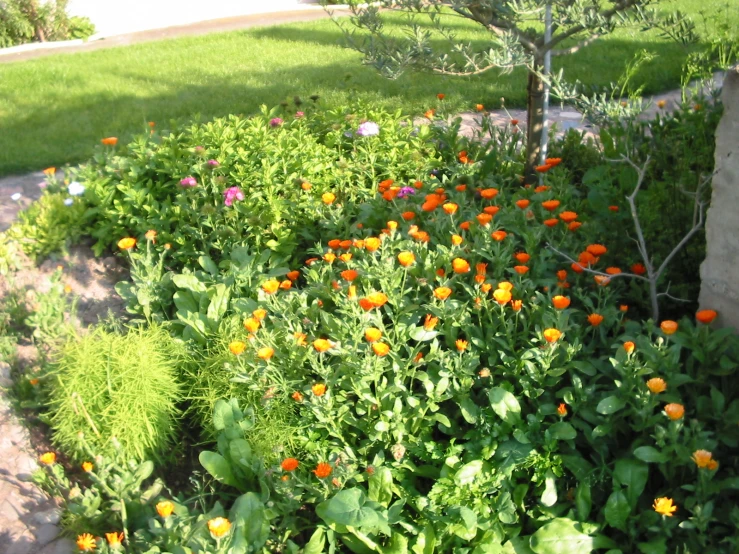 various green and orange plants in a flower garden