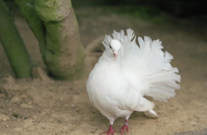 a bird standing on top of a dirt ground