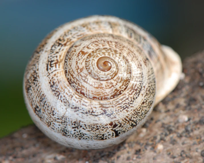 a brown and white snail sitting on a rock