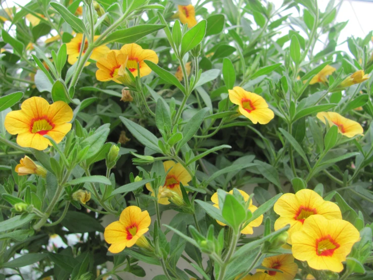 bright yellow flowers bloom on green leaves