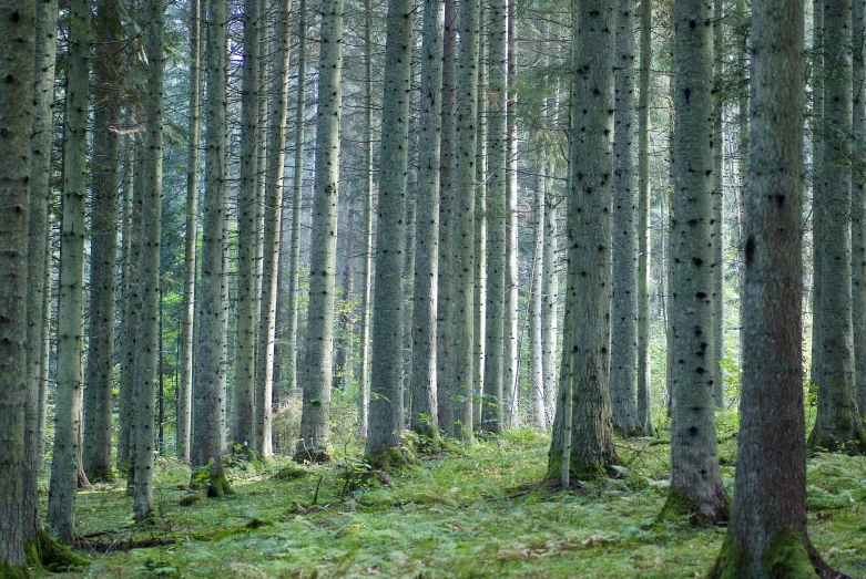 a forest with a field of grass and lots of trees