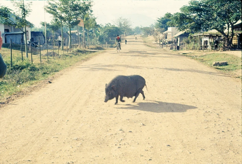 a bull is running across the road in a village