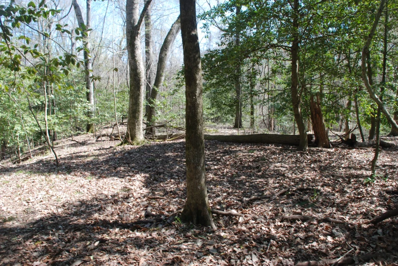 a wooded area in the middle of fall with dead leaves covering the ground