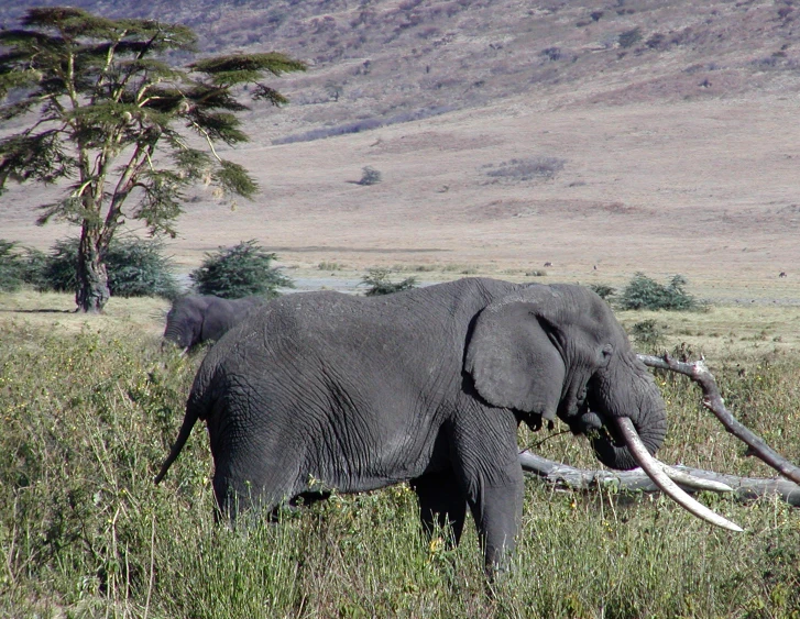 an elephant in the wild standing by a tree