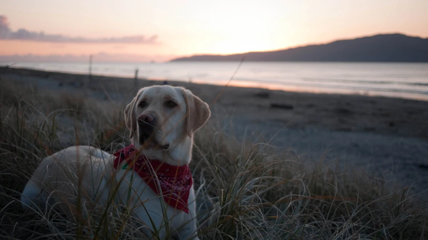 a yellow lab in a red bandana laying on the beach