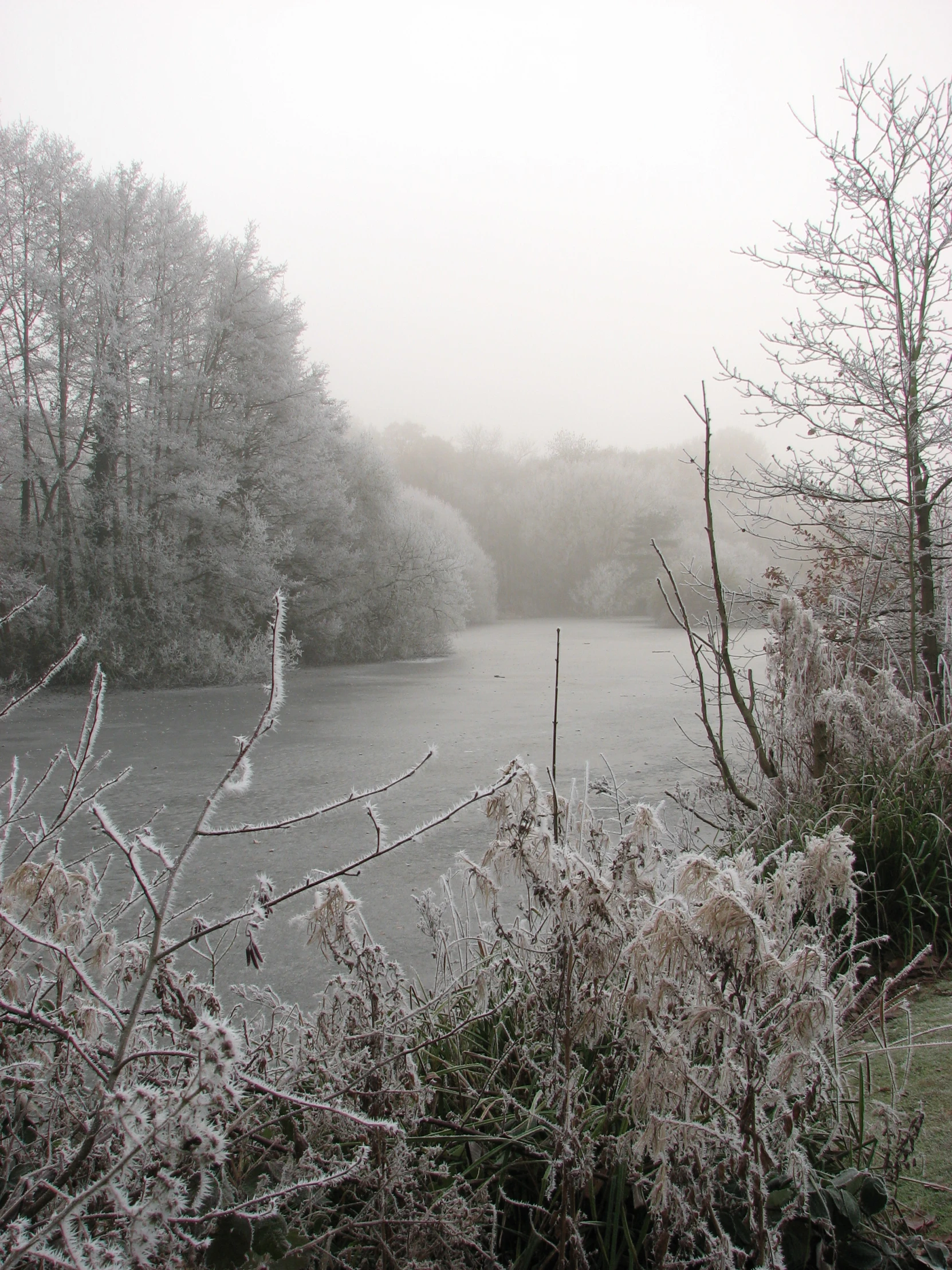 a pond surrounded by trees, fog, and ice