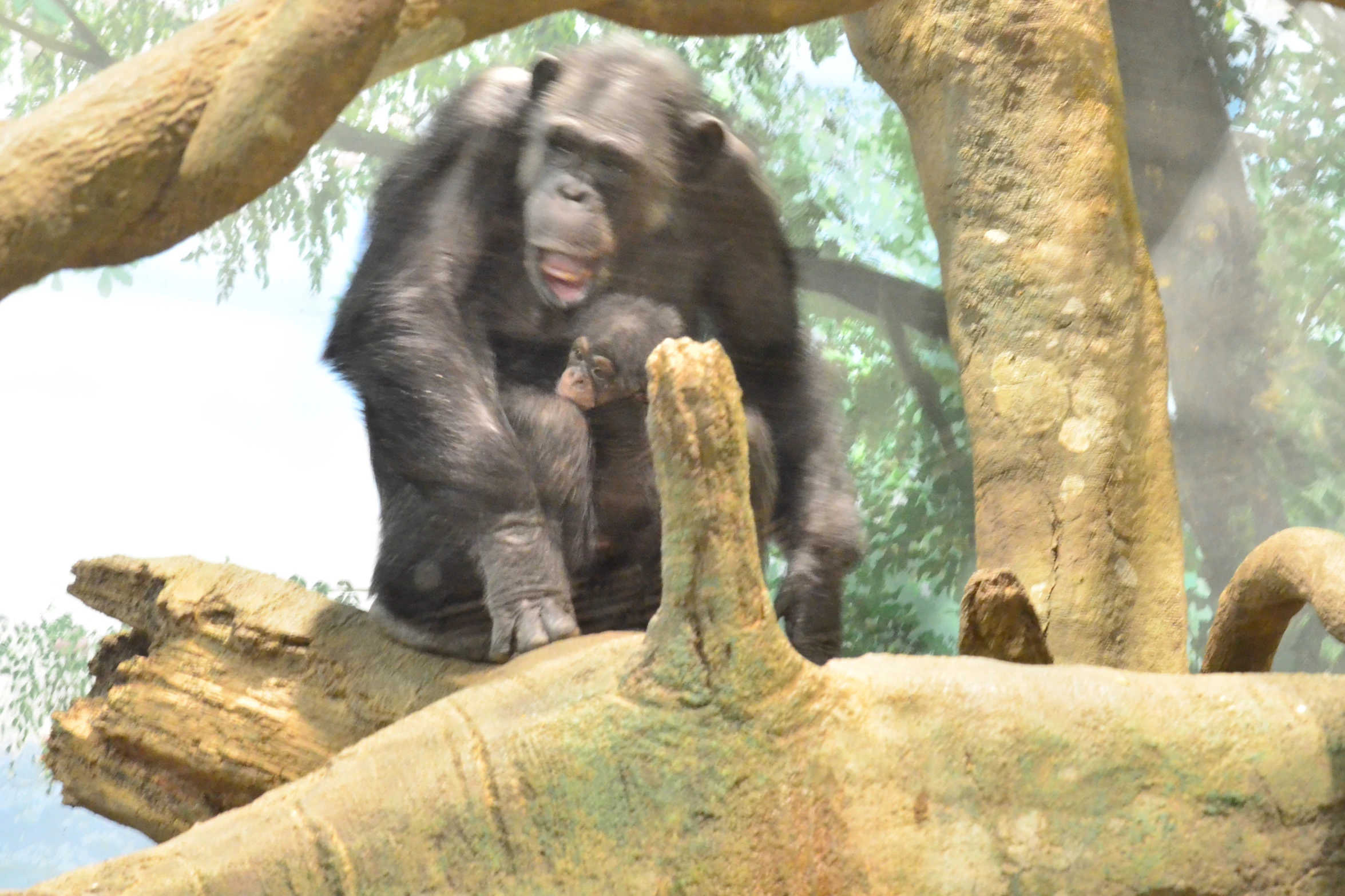 a monkey that is on the edge of a tree nch