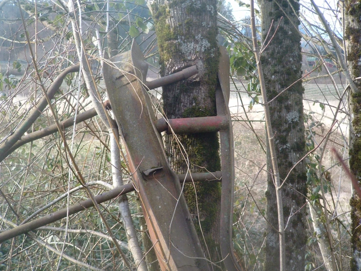 a tree that has been leaning over with some metal pipes attached to it