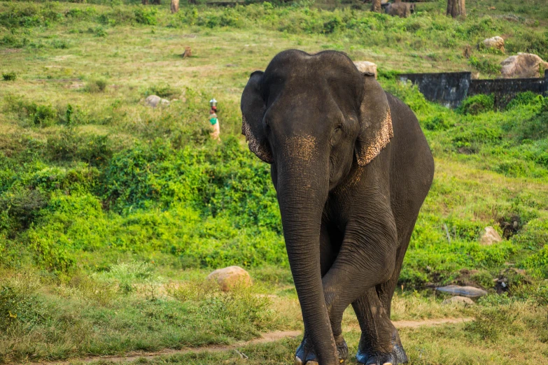 an elephant with a lot of animals in the background