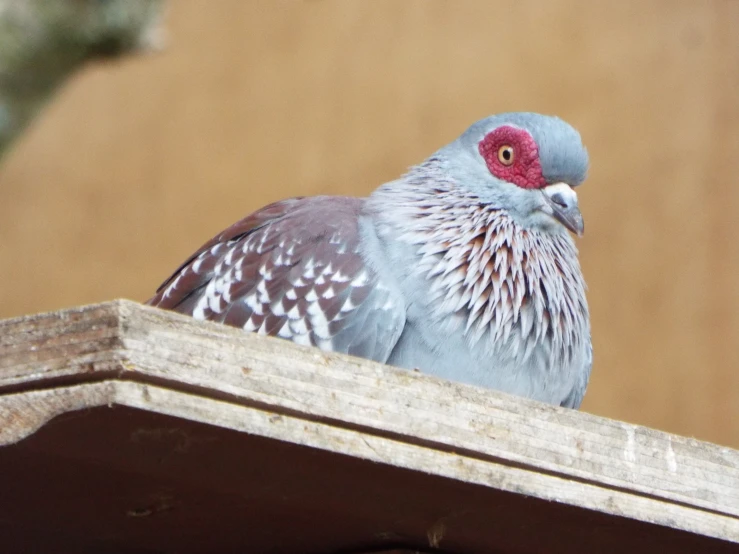 the bird is sitting on top of the building