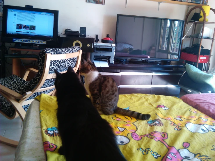 a couple of cats sitting on top of a bed