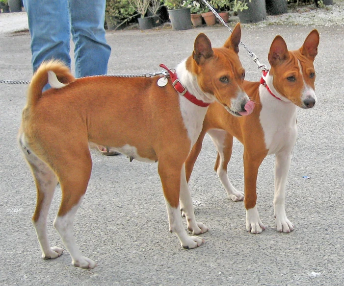 a couple of dogs on a leash standing next to a person