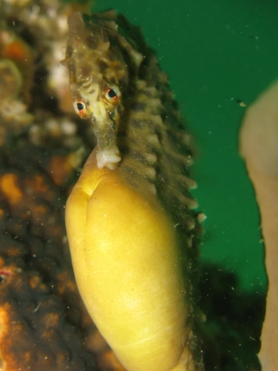 a close up of a banana sitting on a coral