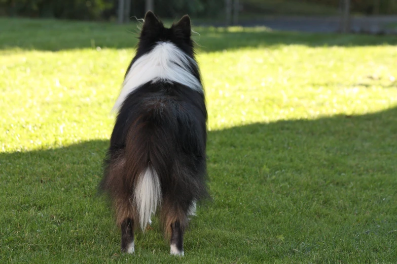 a black and white dog stands in the grass