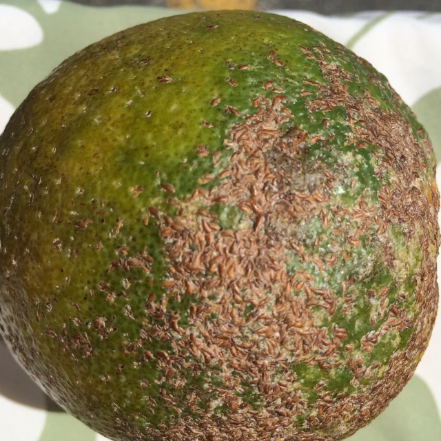 closeup view of an unripe, moldy fruit