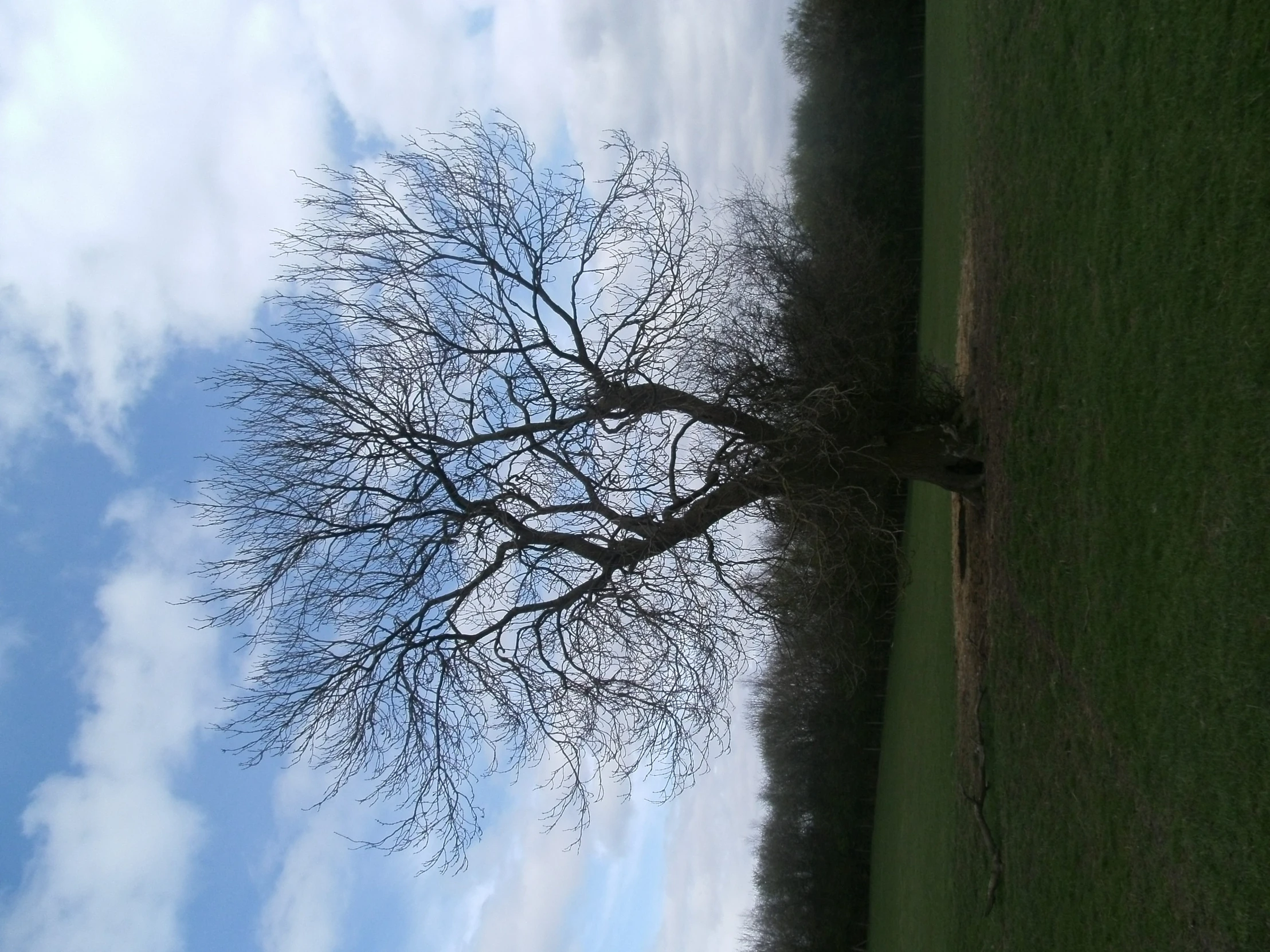 a lone tree without leaves in a field