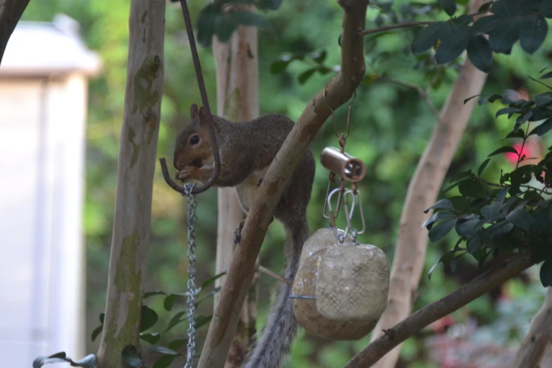 a squirrel on a nch in a tree