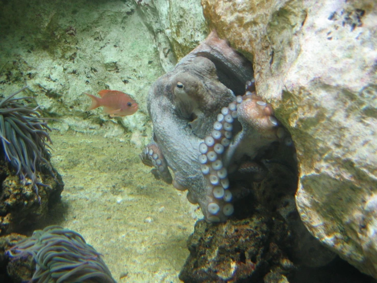 an animal looking in the mirror of some rocks