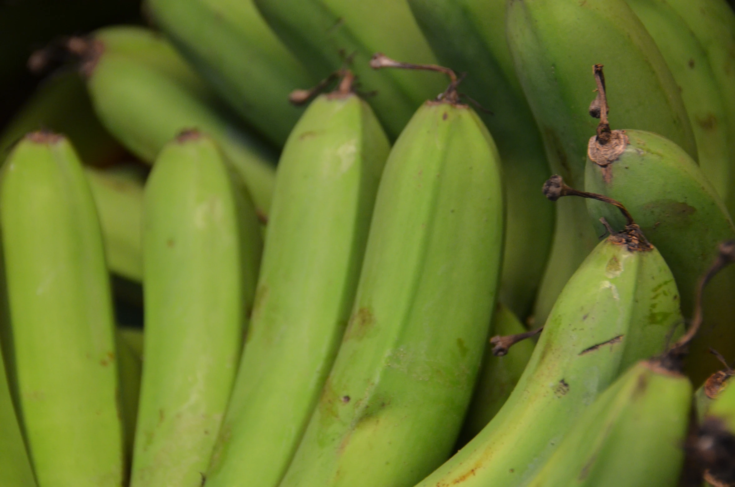 a bushel of bananas that have green stem ends