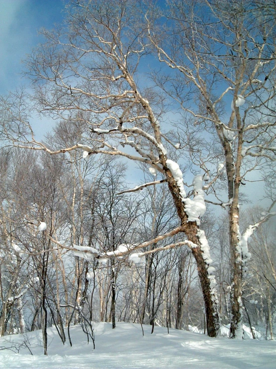 a snowy landscape showing bare trees in the distance and blue sky