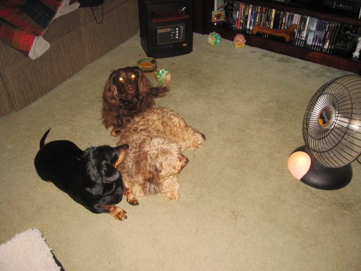 a group of dogs sitting next to each other on the floor