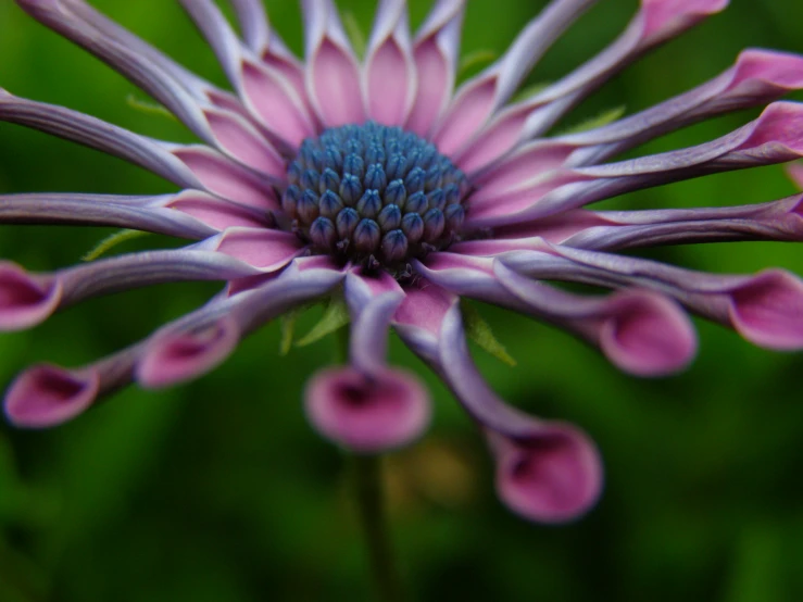 a close up picture of the center of an onion flower