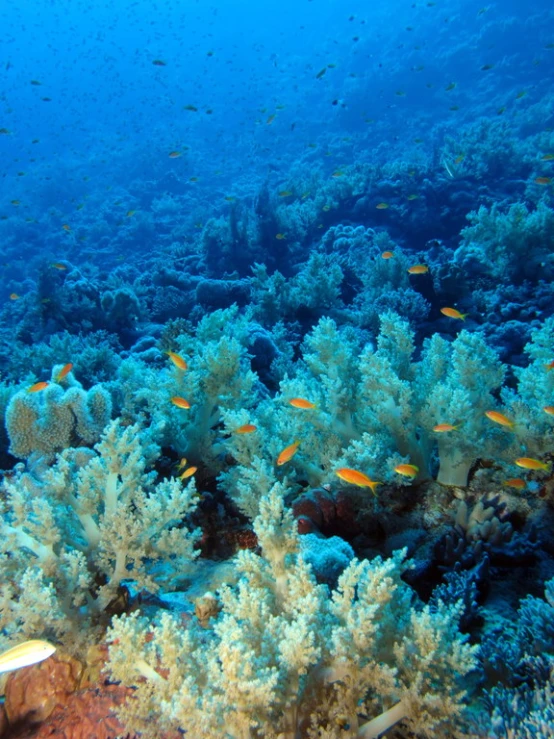 a large group of fish swimming over a coral reef