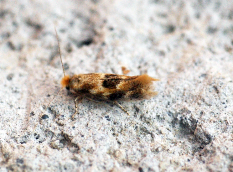 a brown insect on concrete next to cement