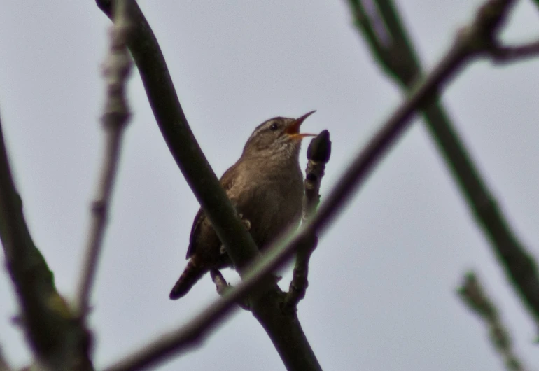 a bird with its beak open perched on top of a tree nch