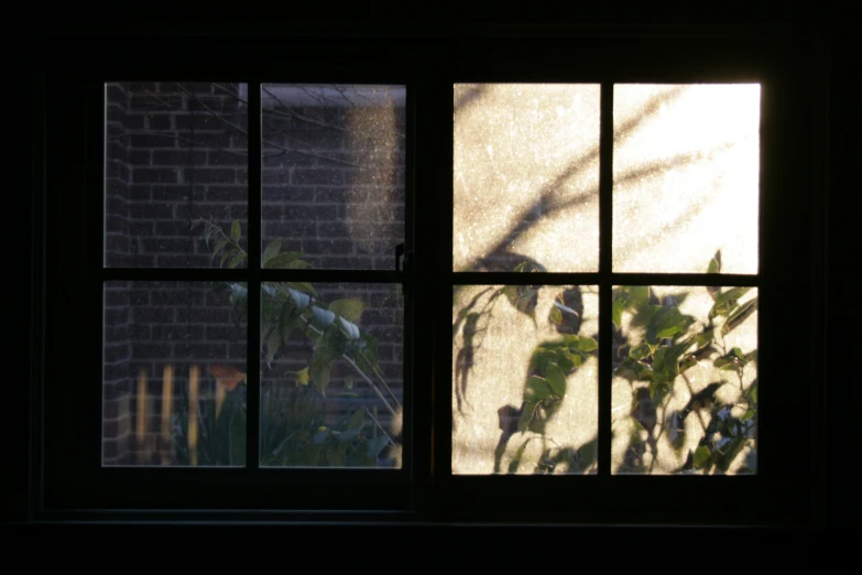 a window with plants seen through the screen