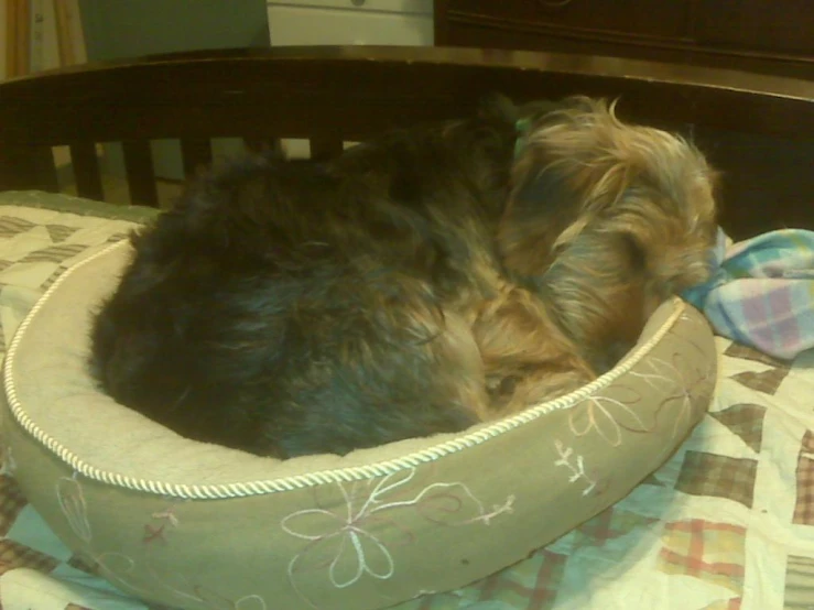 a large brown dog curled up in a bed