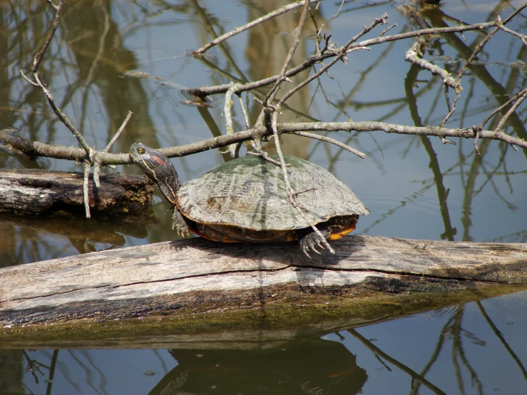 a turtle that is sitting on a piece of wood