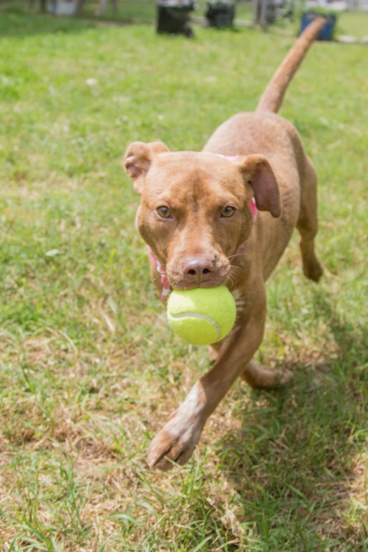 a dog running with a ball in its mouth