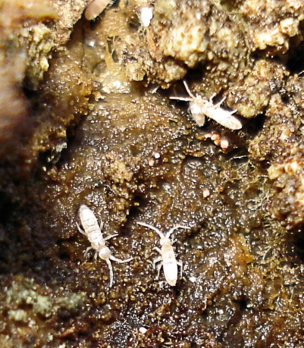 small antelopes walking on the dirt floor