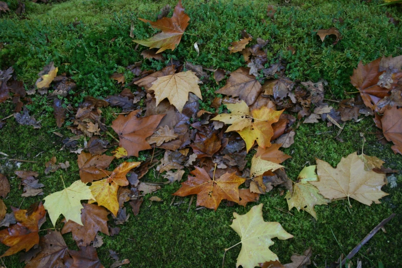 autumn leaves are spread across the grass