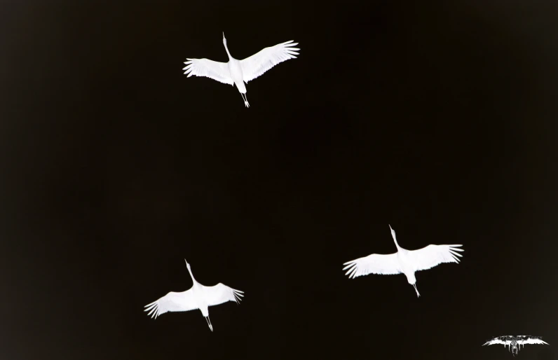 several white birds flying high up in the sky