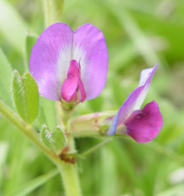 this purple flower has two pink petals on it