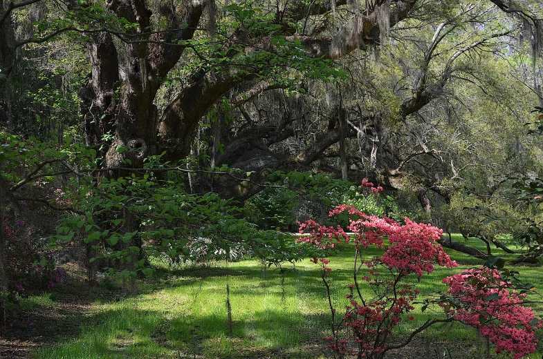 several pink flowers and some trees in the middle of a field