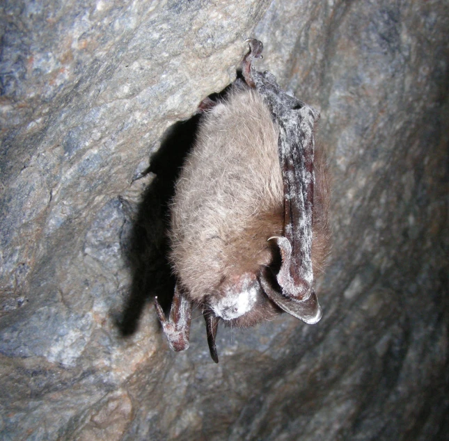 a small bat on the rock with it's front legs