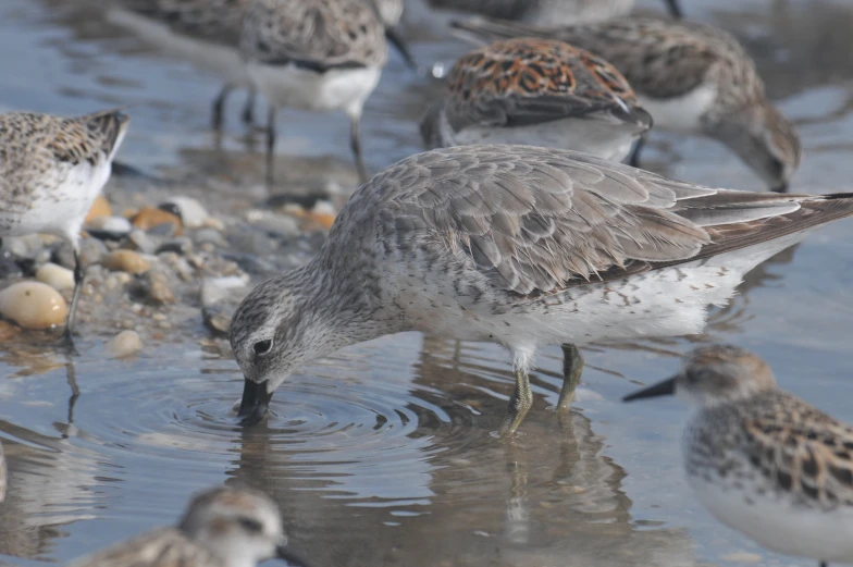 several birds gather on the sand and one is drinking