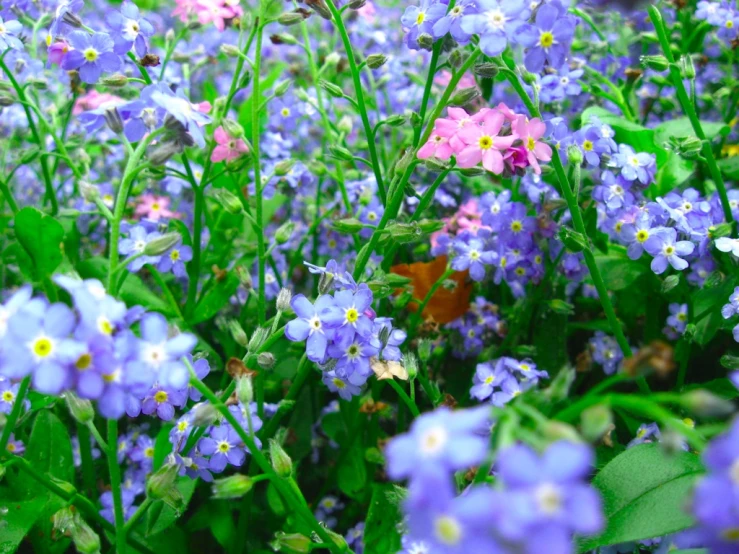 there is some flowers that are growing in the grass