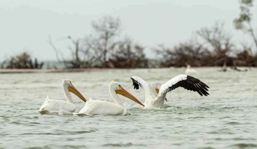 some pelicans are swimming in the water with their beaks open