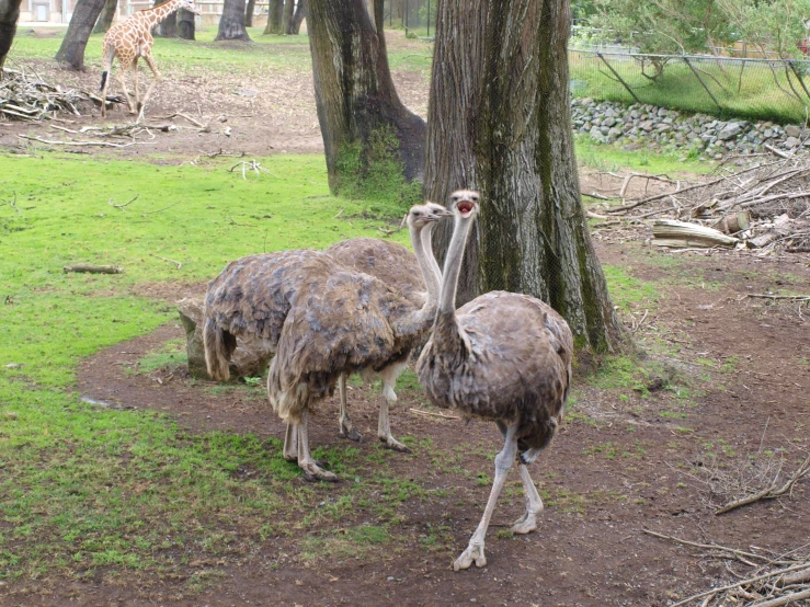 an ostrich and giraffe standing next to each other