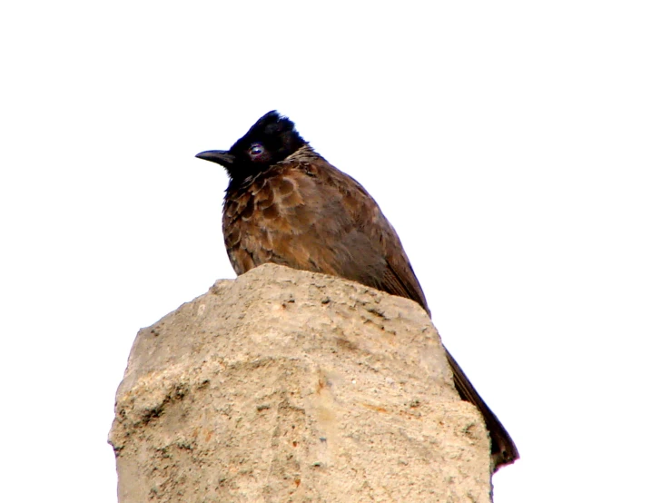 a bird sitting on top of a rock with a sky background