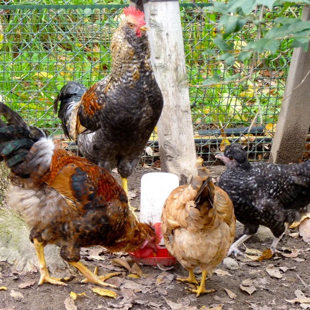 several chickens that are eating soing from a bowl