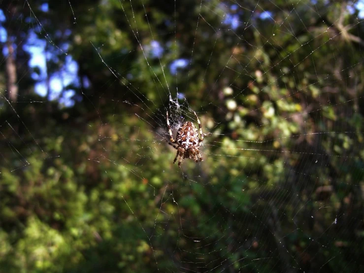 the spider is sitting on the web outside