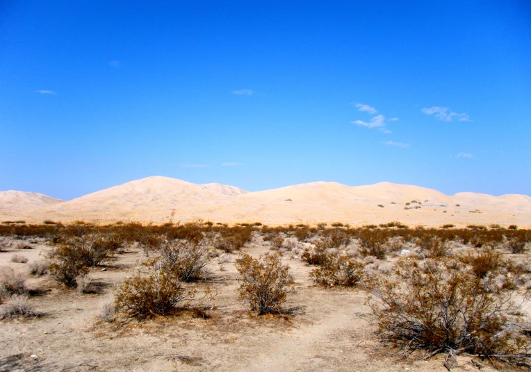 a desert scene, with dry bushes in front of the mountains