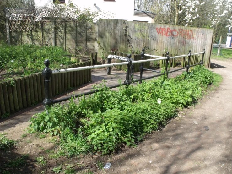 a garden filled with lots of green plants